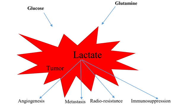 Roles of lactate