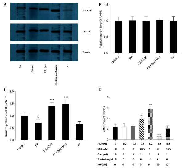 cAMP and p-AMP-activated protein kinase (AMPK) levels were increased by quercetin (Que)-metformin in PA-induced HepG2 cells. A, The impact of Que-metformin on the levels of AMPK and p-AMPK was assessed in the hepatic steatosis model of HepG2 cells utilizing the western blotting technique. The cells were subjected to various treatments, including PA (0.25 mM), PA + Que (5 μM), and PA + Que + metformin (0.25 mM), while the compound C (CC) compound was incorporated as a negative control. Quantitative analysis of western blotting data was performed using ImageJ software. # P < 0.05 compared with untreated unstimulated control cells; B and C, * P < 0.05, ** P < 0.01, *** P < 0.001 compared with PA-stimulated untreated cells. To quantify cAMP levels, cells were subjected to PA (0.2 mM) stimulation for 24 hours, followed by exposure to metformin (0.25 mM) and Que (1 μM) in combination with individual drugs, with or without KH7 (adenylyl cyclase inhibitor, 10 μM) and forskolin (adenylyl cyclase activator, 12 μM) as negative and positive controls, respectively. The cells were then lysed, and 100 μL aliquots of purified lysate were utilized for the cAMP test. The obtained data were presented as mean ± SD (n = 3). Statistical analyses revealed that * P < 0.05, ** P < 0.01, *** P < 0.001 compared to PA-induced cells. The one-way ANOVA and Tukey’s post hoc test (P < 0.05) demonstrated a significant statistical difference between the data and controls.
