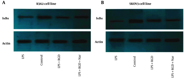 The effects of ketoprofen- arginine-glycine-aspartate (RGD) and naringenin (Nar) on IκBα protein expression in K562 (A), and SKOV3 (B) cell lines