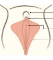 Fertil Gynecol Androl