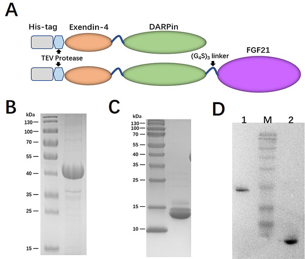 Schematic representation and purification of Ex-DARP and Ex-DARPEx-DARP-FGF21 fusion proteins. A, schematic representation showing the construction of fusion proteins; B, SDS-PAGE analysis of purified Ex-DARP-FGF21; and C, Ex-DARP after affinity chromatography; D, western blot analysis of purified fusion proteins. Lane 1: Purified Ex-DARP-FGF21 fusion protein; lane 2: Purified Ex-DARP fusion protein.