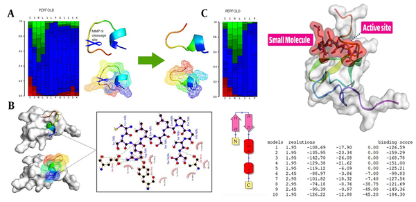 Peptide design and protein-peptide docking using CABSDock server. A, The results of detecting the primary structure of a three-dimensional structure using PEPFold3 are as follows: Red denotes helical states, green represents extended states, and blue represents all other states; B, When the MMP-9 enzyme cleaves the chimeric peptide, the chimeric peptide maintains its function and actions; B and C, Molecular docking revealed that the chimeric peptide had a particular affinity for the active site of the LRP-1 protein. A computer program called LIGPlot creates 2-D schematics of protein-ligand interactions using the Protein Data Bank’s common input files. The PDBsum resource, which offers a summary of the molecular structure, uses LIGPlot to produce graphics.