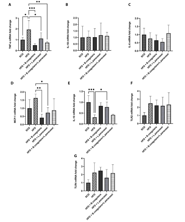 The effects of Bacillus coagulans and Lactobacillus paracasei on the gene expression of inflammatory cytokines and chemokines: TNF-α (A), IL-1β (B), IL-6 (C), MCP-1 (D), IL-10 (E), TLR-2 (F), and TLR-4 (G). Each bar represents the mean ± SD value from five mice per group. *P < 0.05, **P < 0.01, ***P < 0.001, and ****P < 0.0001. SCD: Standard chow diet; HFD: High-fat diet; HFD + B. coagulans T4: HFD +Bacillus coagulans T4; HFD + L. paracasei TD3: HFD + Lactobacillus paracasei TD3; HFD+B. coagulans T4+L. paracasei TD3: HFD + Bacillus coagulans T4 + Lactobacillus paracasei TD3; TNF-α: Tumor necrosis factor alpha; IL-1β: Interleukin-1 beta; IL-6: Interleukin-6; MCP-1: Monocyte chemoattractant protein-1; IL-10: Interleukin-10; TLR2: Toll-like receptor 2; TLR4: Toll-like receptor 4. The effects of Bacillus coagulans and Lactobacillus paracasei on the gene expression of inflammatory cytokines and chemokines: TNF-α (A), IL-1β (B), IL-6 (C), MCP-1 (D), IL-10 (E), TLR-2 (F), and TLR-4 (G). Each bar represents the mean ± SD value from five mice per group. *P < 0.05, **P < 0.01, ***P < 0.001, and ****P < 0.0001. SCD: Standard chow diet; HFD: High-fat diet; HFD + B. coagulans T4: HFD +Bacillus coagulans T4; HFD + L. paracasei TD3: HFD + Lactobacillus paracasei TD3; HFD+B. coagulans T4+L. paracasei TD3: HFD + Bacillus coagulans T4 + Lactobacillus paracasei TD3; TNF-α: Tumor necrosis factor alpha; IL-1β: Interleukin-1 beta; IL-6: Interleukin-6; MCP-1: Monocyte chemoattractant protein-1; IL-10: Interleukin-10; TLR2: Toll-like receptor 2; TLR4: Toll-like receptor 4.
