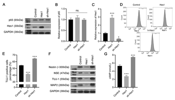 3-N-butylphthalide (NBP) promotes bone marrow-derived mesenchymal stem cells (BMSCs) neural differentiation by inhibiting p65. A, the protein expression of p65 and Hes1 were analyzed using a western blot assay; B, C, the messenger RNA (mRNA) expression of p65 and Hes1 were analyzed using an real-time polymerase chain reaction (RT-PCR) assay; D, E, the proportion of β-tubulin III (TUJ-1)-positive cells was detected by flow cytometry; F, Western blot assay was carried out to evaluate the expressions of Nestin, neuron-specific enolase (NSE), TUJ-1, and microtubule-associated protein 2 (MAP2); G, cyclic adenosine monophosphate (cAMP) expression was assessed by enzyme-linked-immunosorbent serologic assay (ELISA). ns, not significant. * P < 0.05, *** P < 0.001 vs. control group.
