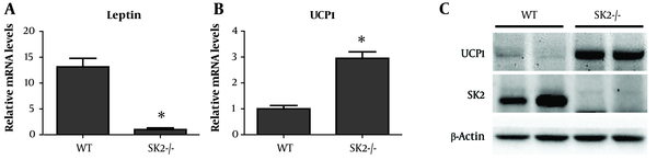 High-fat diet (HFD)-fed sphingosine kinase (SK) 2 knockout mice have lower leptin and higher uncoupling protein 1 (UCP1) expressions in inguinal white adipose tissue (IWAT). Leptin (A) and UCP1 (B) mRNA expressions were examined by real-time PCR in IWAT from HFD-fed wild-type (WT) and SK2-/- mice. *P < 005, n = 8 per group. C, UCP1 and SK2 protein expressions were analyzed by Western blot in IWAT from HFD-fed WT and SK2-/- mice. Representative blot images (duplicate) are shown as insets.