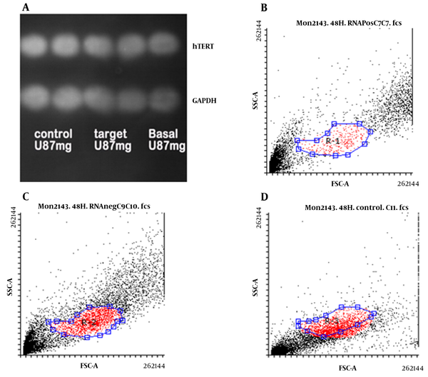 hTERT protein level in U87 cells transfected with gRNA (target) and without gRNA (control) as well as basal cells compared to GAPDH protein level by Western blotting (A); and flow cytometry in basal cells (B); transfected U87 cells without gRNA (C); and transfected U87 cells with gRNA (D)