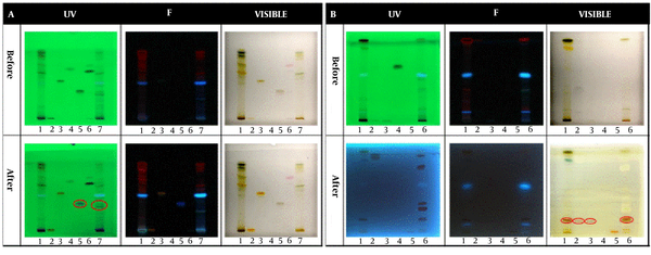 HPTLC results for specific identification of (A) Flavonoids and (B) Alkaloids. Spots 1, 2, 3, 4, 5, 6, and 7 in the flavonoid test belong to leaf extract, rutin standard, quercetin standard, benzoic acid standard, gallic acid standard, warfarin standard, and fruit extract, respectively. Spots 1, 2, 3, 4, 5, and 6 in the alkaloid test belong to leaf extract, belladonna standard, atropine standard, phenobarbital standard, hyoscine standard, and fruit extract, respectively. HPTLC results for specific identification of (A) Flavonoids and (B) Alkaloids. Spots 1, 2, 3, 4, 5, 6, and 7 in the flavonoid test belong to leaf extract, rutin standard, quercetin standard, benzoic acid standard, gallic acid standard, warfarin standard, and fruit extract, respectively. Spots 1, 2, 3, 4, 5, and 6 in the alkaloid test belong to leaf extract, belladonna standard, atropine standard, phenobarbital standard, hyoscine standard, and fruit extract, respectively.