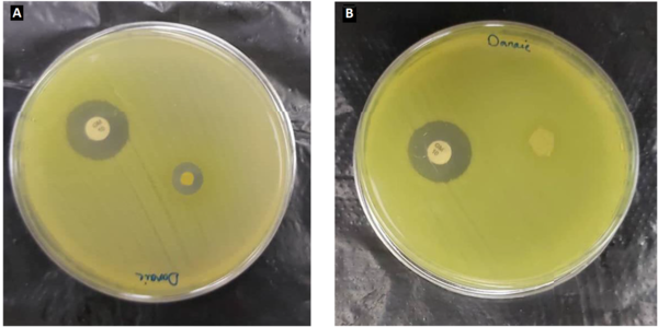 Disk diffusion test of extract-loaded (A) and extract-free PCL/PCO (B) nanofiber formulations against Pseudomonas aeruginosa. Gentamicin was used in both tests as a positive control.