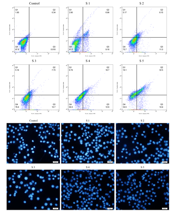 Top, Apoptosis in B16F10 cells; bottom, the percentage of apoptotic cells Top, Apoptosis in B16F10 cells; bottom, the percentage of apoptotic cells