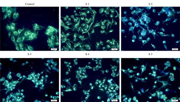 Elevated autophagy in B16F10 cells treated with the [Ru(Tzphen)(bpy)(dcbpy)]+2 (S1) - [Ru(Phen)2(Tzphen)]+2 (S3) complexes
