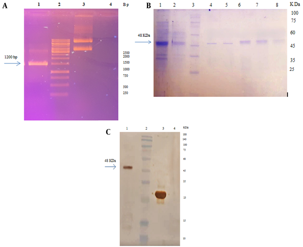 A, electrophoresis of pET28a- recombinant spike (RS) plasmid and PCR product on 1% agarose gel: Lane 1: PCR product with pET28a- RS by universal T7 primers, lane 2: DNA marker, lane 3: The extracted plasmid pET28a containing RS gene, lane 4: Negative control; B, electrophoresis of RS purified by the Ni-NTA column on 12% SDS-PAGE. Lane 1: Bacterial lysate, lane 2: Flow buffer, lane 3: Protein ladder, lane 4 - 8, purified protein (elution buffer); C, western blotting with the anti-His antibody. Lane 1: RS, lane 2: Protein ladder, lane 3: Positive control, lane 4: Negative control.