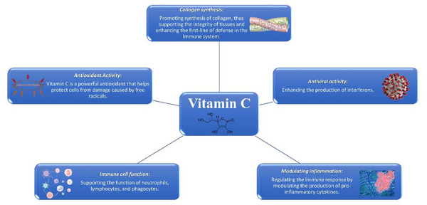 The roles of vitamin C in the immune system