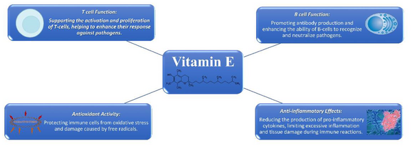Summary of the effects of vitamin E on the immune system