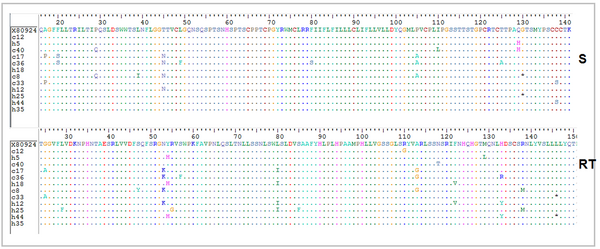 Mutational analysis of amino acid sequence of HBsAg and RT domain of pol gene: Mutated positions were determined as different letters.