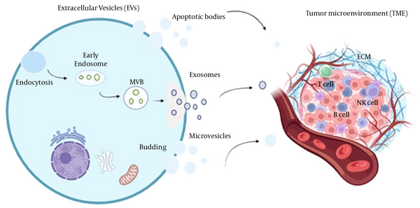 Extracellular vesicles (EVs) originating from cancerous cells, such as exosomes, microvesicles, and apoptotic bodies, can transport diverse cargoes to the tumor microenvironment and impact the immune system’s response involving T, B, and NK cells.
