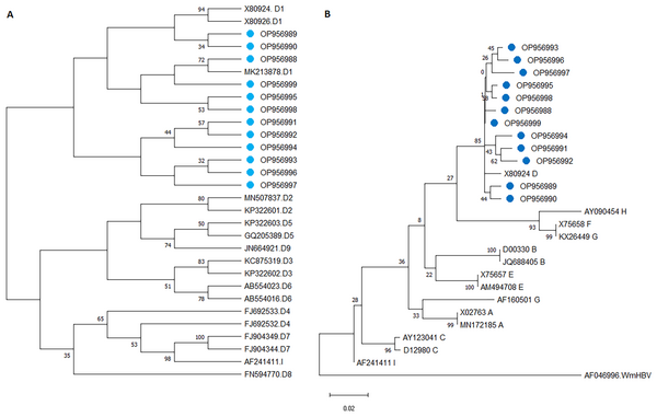 The phylogenetic tree was constructed with Mega 7 software. The evolutionary history of the HBV S gene was inferred using the neighbor-Joining method. A: Phylogenetic tree for determination of HBV genotypes (cases labeled with a blue circle are isolates of the current study, accession numbers and genotypes are given in front of branches, wooly monkey HBV was used to root the tree). B: Phylogenetic among the subgenotypes of HBV.