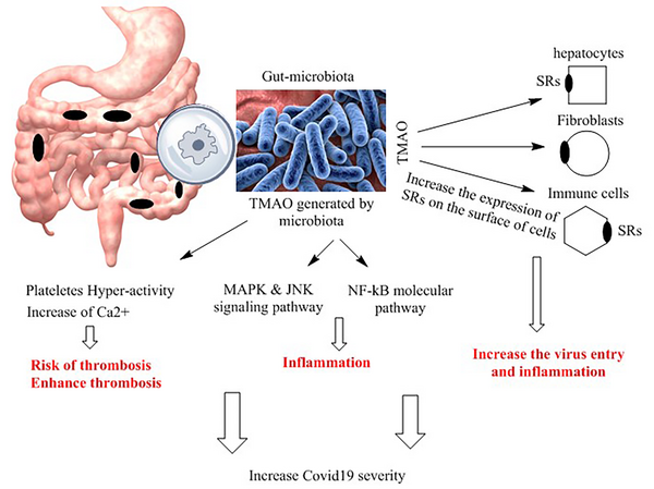 The Association Between the Gut Microbiome and COVID-19 Severity: The ...