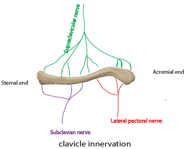 The innervation of the clavicle