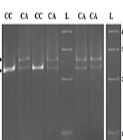 Jentashapir J Cell Mol Biol