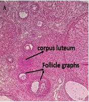 Gene Cell Tissue