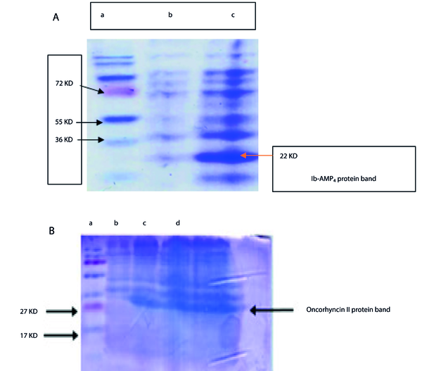 Evaluation Of Recombinant Ib-AMP4 And Oncorhyncin II Peptides In ...