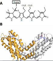 Iran J Pharm Res