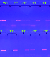 Jentashapir J Cell Mol Biol