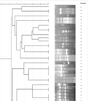 Jundishapur J Microbiol