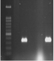 Jundishapur J Microbiol