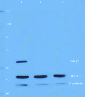Jundishapur J Microbiol