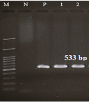Jundishapur J Microbiol