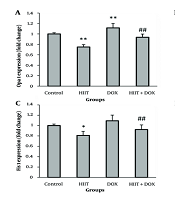 High-intensity Interval Training Protectively Modulates Doxorubicin-Induced Changes in Cardiac Mitochondrial Dynamics and Autophagy Process