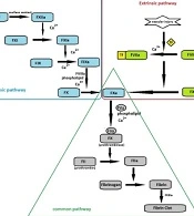 Trends in Med Sci