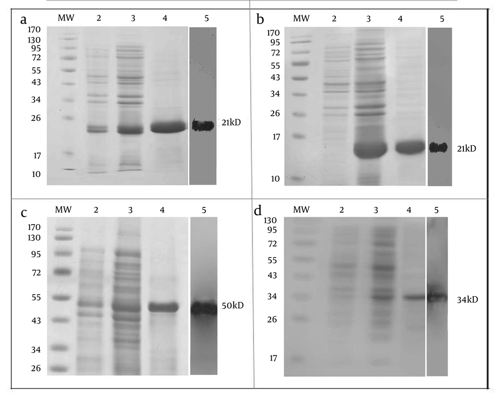 Expression and Purification of rNS3 (a), rRGD-NS3 (b), rNT-GP96 (c) and rCT-GP96 (d) in E. coli M15 Strain on SDS-PAGE 12.5%. Protein MW Marker in kDa (MW), Bacterial Extract Before Induction by IPTG (Lane 2), Crude Bacterial Lysate 4 h After Induction (Lane 3), Recombinant Proteins Purified From Bacterial Lysate by Affinity Chromatography Using Ni-NTA Resin (Lane 4) and Western Blot Assay of Recombinant Protein With His-Tag Monoclonal Antibody (lane 5). Expression and Purification of rNS3 (a), rRGD-NS3 (b), rNT-GP96 (c) and rCT-GP96 (d) in E. coli M15 Strain on SDS-PAGE 12.5%. Protein MW Marker in kDa (MW), Bacterial Extract Before Induction by IPTG (Lane 2), Crude Bacterial Lysate 4 h After Induction (Lane 3), Recombinant Proteins Purified From Bacterial Lysate by Affinity Chromatography Using Ni-NTA Resin (Lane 4) and Western Blot Assay of Recombinant Protein With His-Tag Monoclonal Antibody (lane 5).