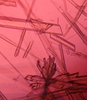 Archives of Clinical Infectious Diseases