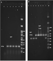 International Journal of Infection