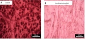 Gene Cell Tissue