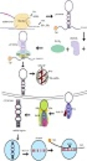 Critical Roles of Non-coding RNAs in Acute Lymphoblastic Leukemia