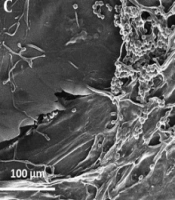 J Skin Stem Cell