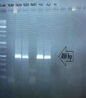 Jundishapur Journal of Microbiology
