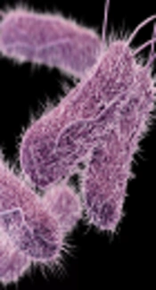 The Effects of <i>Satureja hortensis</i> L. Essential Oil on the Growth and Survival of <i>Salmonella typhimorium</i> in Minced Poultry Meat During Refrigerated Storage
