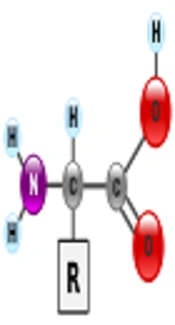 Reference Interval for Plasma Free Amino Acids in Iranian Children Using Reverse Phase High Performance Liquid Chromatography
