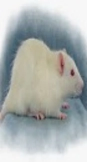 The Effects of Chemical Castration with Degarelix on Bone Turnover: Densitometric and Biomechanics Bone Properties of Male Rats