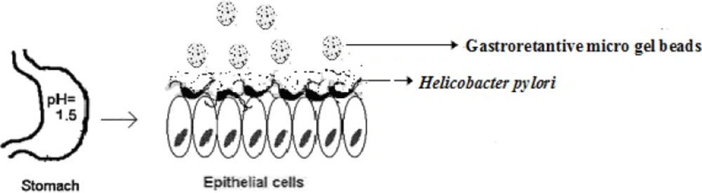 Schematics of targeted drug delivery approach for <i>H. pylori </i>eradication located within the stomach (<a href="#B3">3</a>).