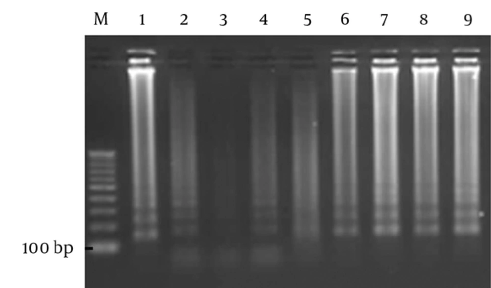 The Electrophoresis of LAMP Product from Different Suspensions of <i>H. pylori</i> From left to right: lane M. 100 bp DNA Vivantis ladder; lane 1, positive control (151 bp); lane 2, Fifty bacteria per liter; lane 3, negative control; lane 4, one bacterium per liter; lane 5, ten bacteria per liter, lane 6, one hundred bacteria per liter; lane 7, one thousand bacteria per liter; lane 8, ten thousands bacteria per liter; lane 9, one-hundred thousand bacteria per liter.