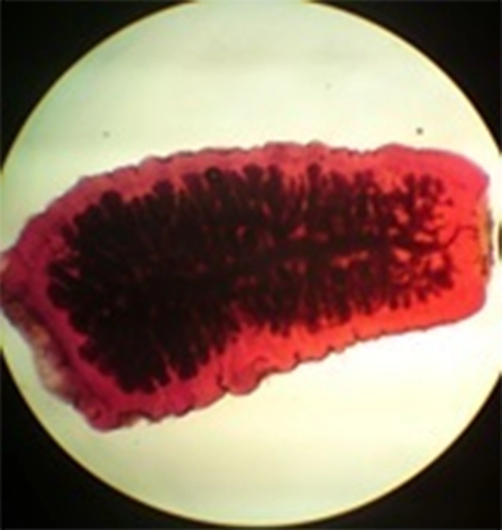 Gravid segment of <i>Taenia serialis</i> in dog intestine Gravid segment of <i>Taenia serialis</i> in dog intestine