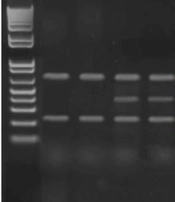 Gene Cell Tissue