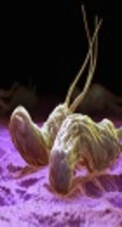 Prevalence of <i>Helicobacter pylori</i> in Southern Part of Iran