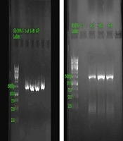 Jundishapur Journal of Health Sciences