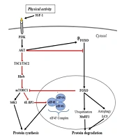 Gene Cell Tissue